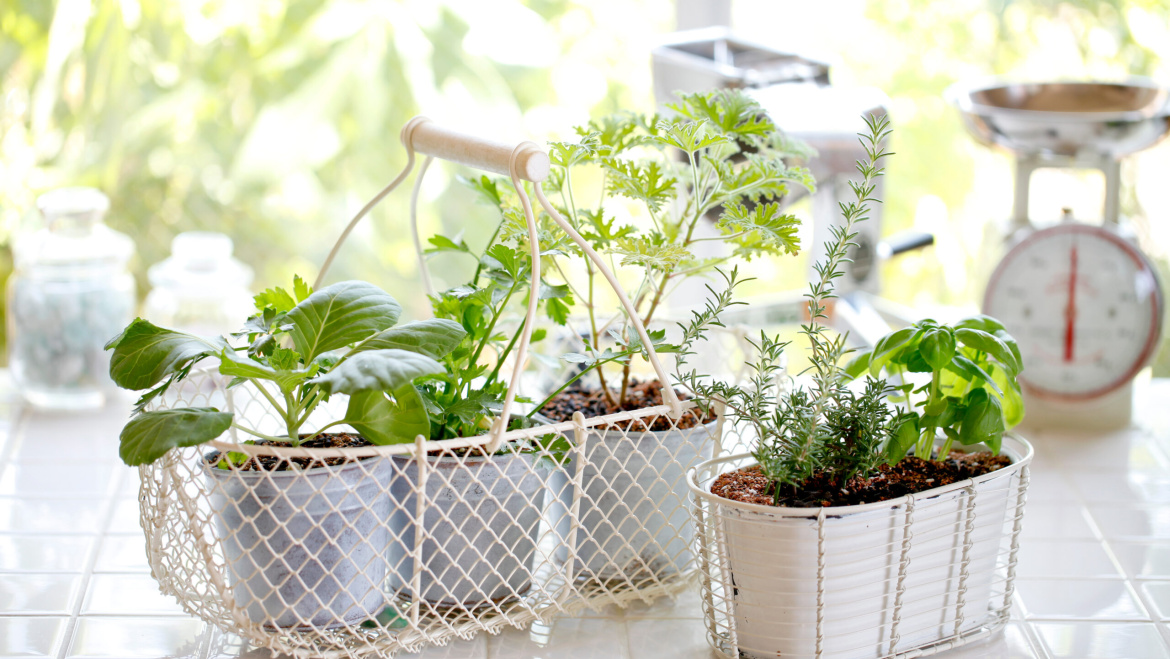 Growing An Indoor Herb Garden The Gardening Secrets